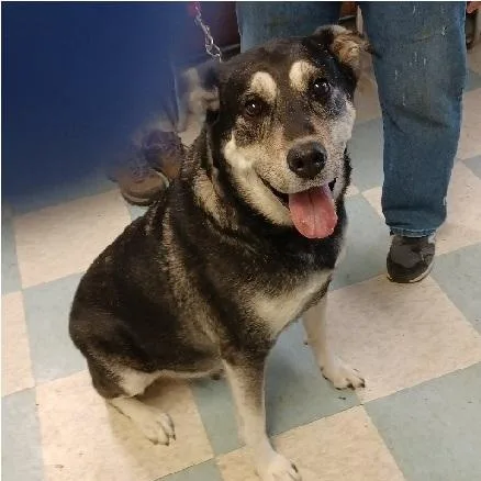 An adult medium-sized male Alaskan Malamute dog named Samson for adoption in Philippi, WV
