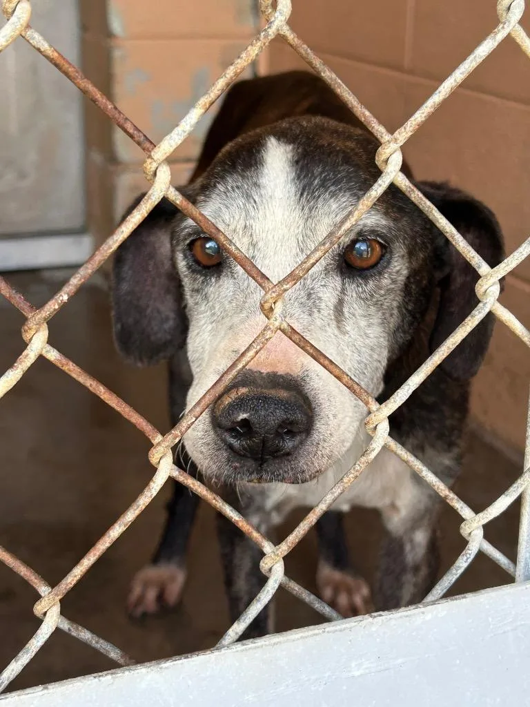 An adult medium-sized female Treeing Walker Coonhound dog named Peach for adoption in Gautier, MS