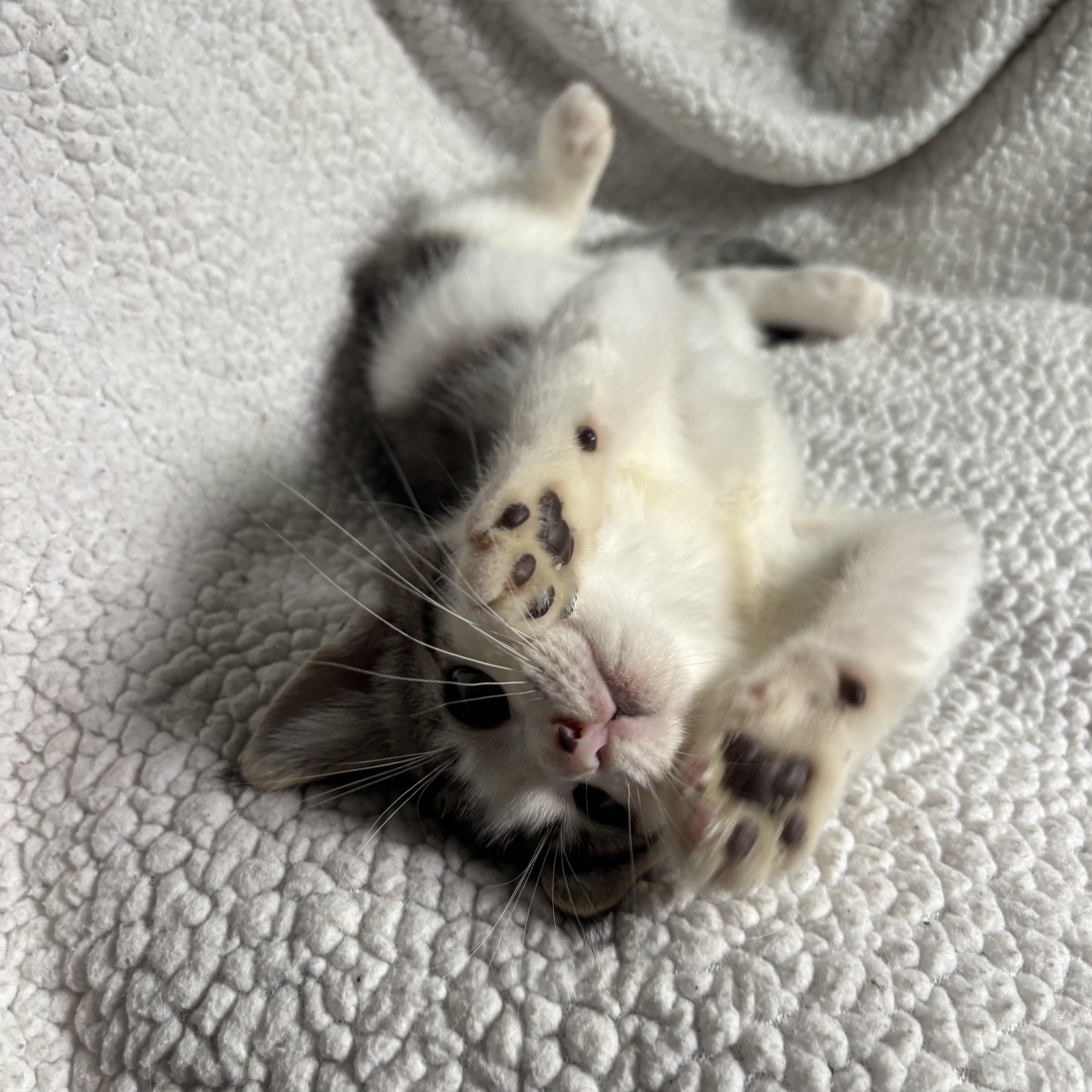 A baby medium-sized male Tabby (Buff / Tan / Fawn) Domestic Short Hair cat named Johnny Bravo for adoption in Ephrata, WA