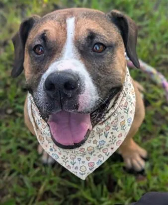 An adult medium-sized female Mixed Breed dog named Prinnie for adoption in Jacksonville, FL