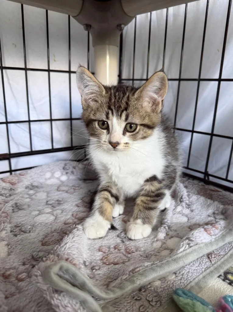 A baby medium-sized male Domestic Short Hair cat named Hugo for adoption in Hartford City, IN