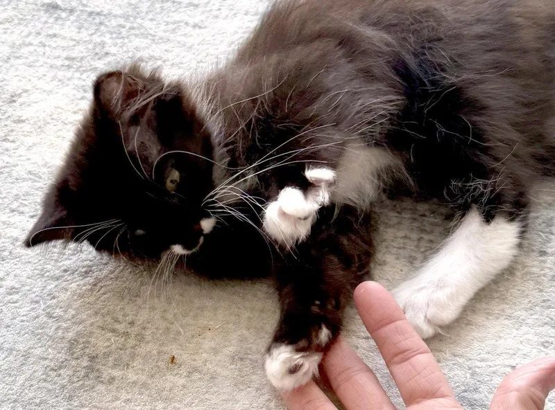 A baby medium-sized male Black & White / Tuxedo Domestic Long Hair cat named Freddie for adoption in Ventura, CA