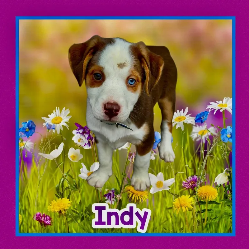 A young medium-sized female Bicolor Foxhound dog named Indy for adoption in Raleigh, NC
