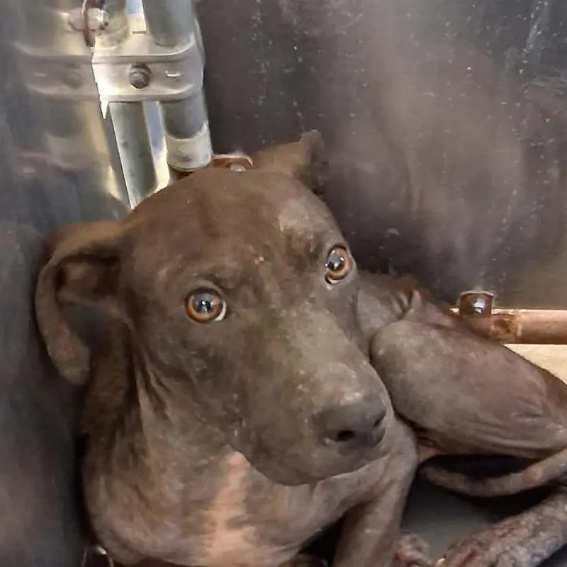 A young medium-sized male Gray / Blue / Silver Labrador Retriever dog named K  Dale for adoption in Enterprise, AL