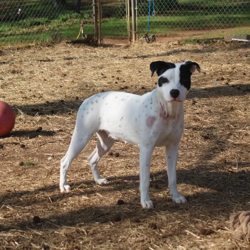 An adult medium-sized female Black Mixed Breed dog named MaMa Lynn for adoption in Valley, AL