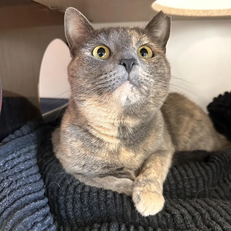 An adult medium-sized female Tortoiseshell Domestic Short Hair cat named Sun Catcher for adoption in Park City, UT