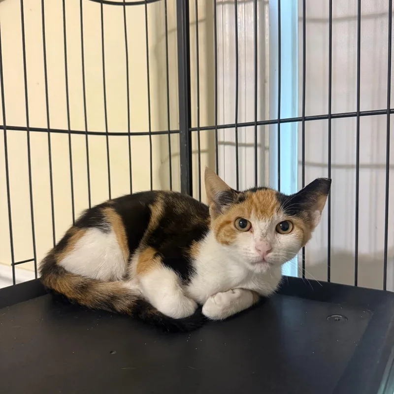 A young medium-sized female Calico Domestic Short Hair cat named Trix Bowers for adoption in Woodstock, VA