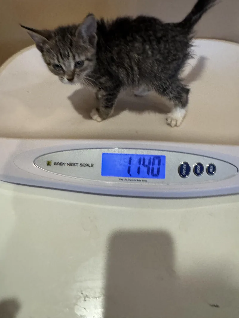 A baby medium-sized female Domestic Short Hair cat named Mistic for adoption in Brick, NJ