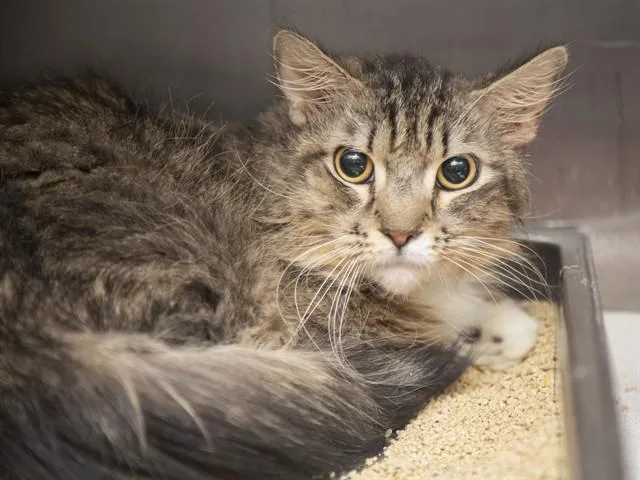 An adult small-sized male Domestic Medium Hair cat named Scruffy for adoption in Phoenix, AZ