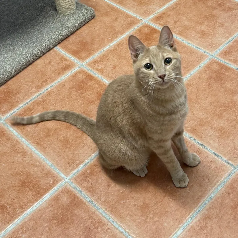 An adult small-sized male Orange / Red Domestic Short Hair cat named Gibson for adoption in Desert Hot Springs, CA