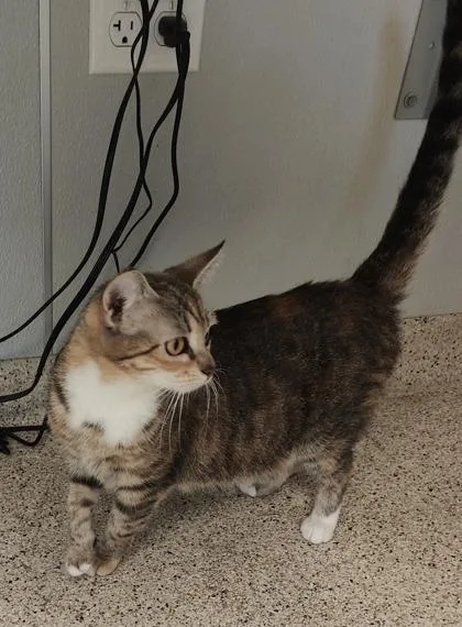 An adult medium-sized female Domestic Short Hair cat named Suki for adoption in Lafayette, IN