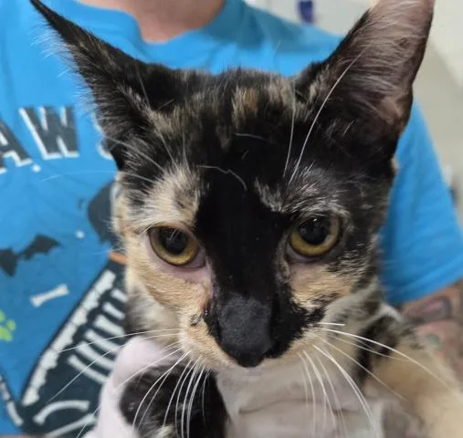 A young medium-sized female Domestic Short Hair cat named Leela for adoption in Pensacola, FL