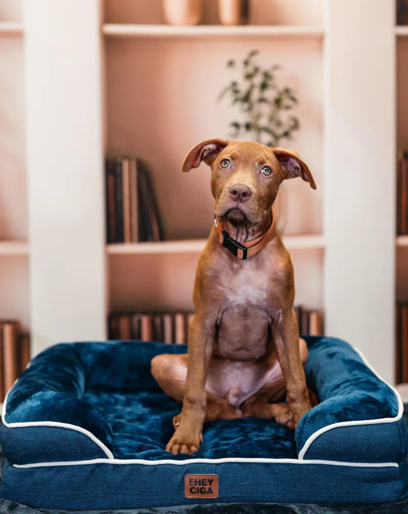 A baby large-sized male Pit Bull Terrier dog named Buzz for adoption in Avon, CT