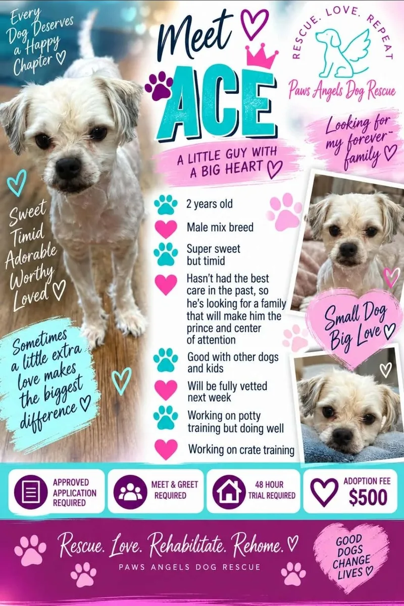 An adult small-sized male White / Cream Miniature Poodle dog named Ace for adoption in Antioch, TN