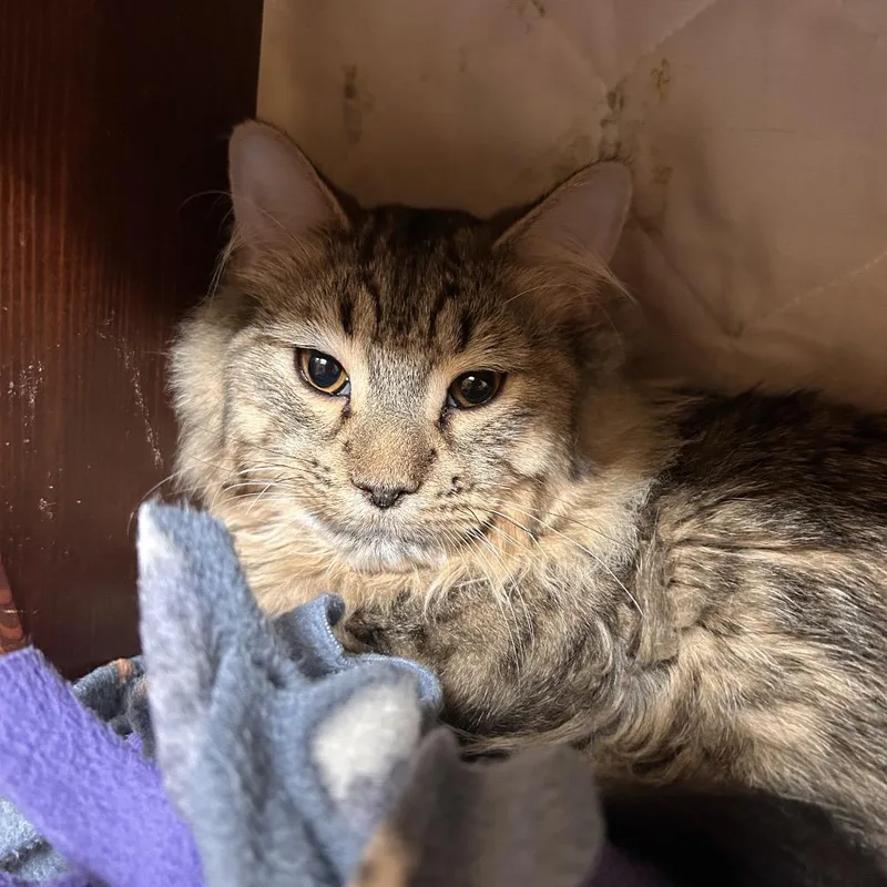 A young large-sized male Brown / Chocolate Domestic Long Hair cat named King for adoption in Bedford, NH