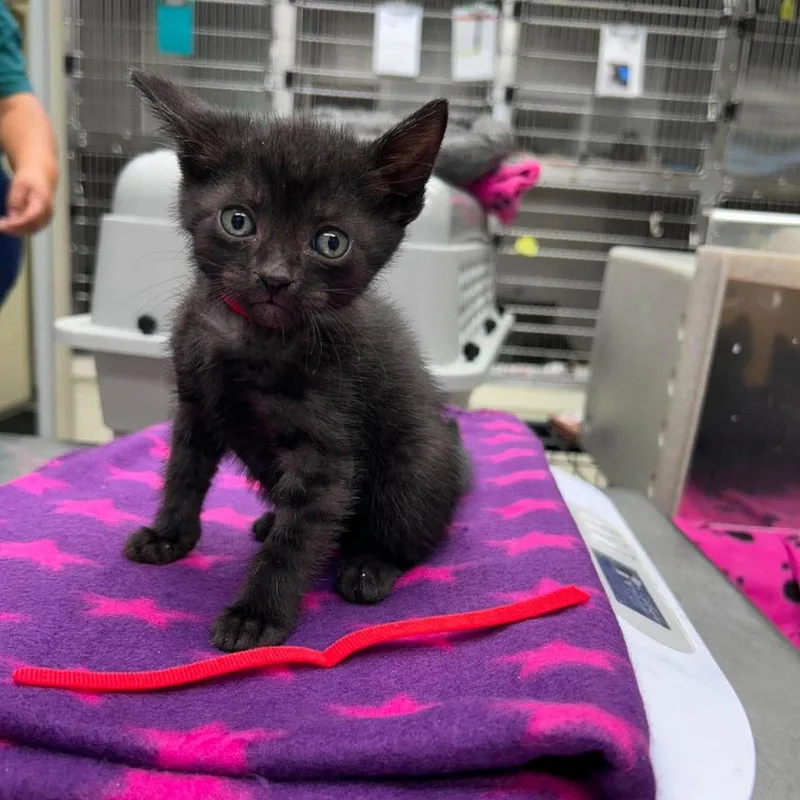 A baby small-sized male Black Domestic Short Hair cat named Shady for adoption in Bastrop, TX