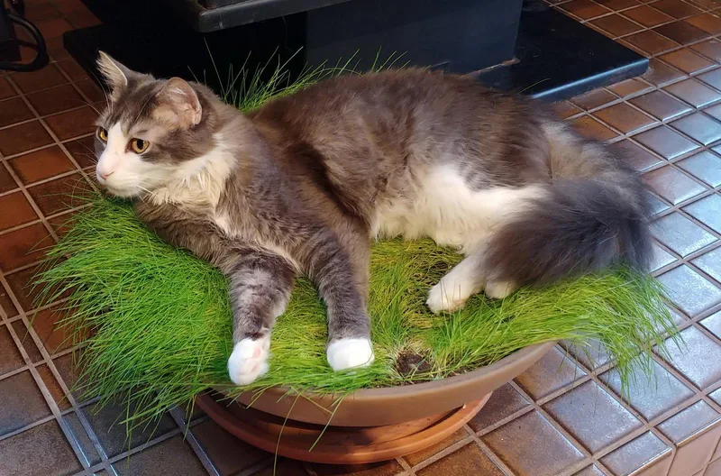 Gavin   Offered thumbnail 2