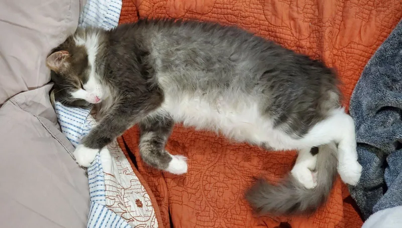 Gavin   Offered thumbnail 3