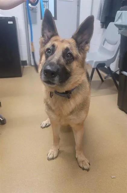 An adult medium-sized female German Shepherd Dog dog named Cosmic for adoption in Saint Peters, MO
