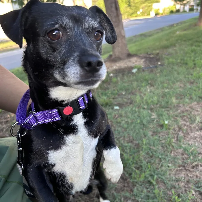 An adult small-sized female Black Mixed Breed dog named November for adoption in Fredericksburg, VA