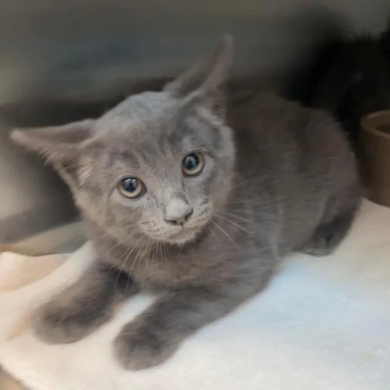 A baby small-sized male Domestic Short Hair cat named Shimmer for adoption in Santa Cruz, CA