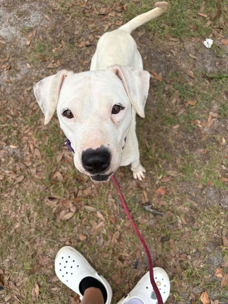 An adult medium-sized female White / Cream American Bulldog dog named Angel for adoption in Lakeland, FL