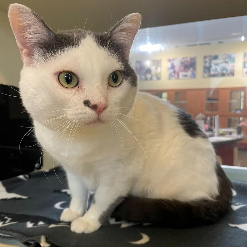 An adult medium-sized male White Domestic Short Hair cat named Jethro for adoption in Rochester, MN