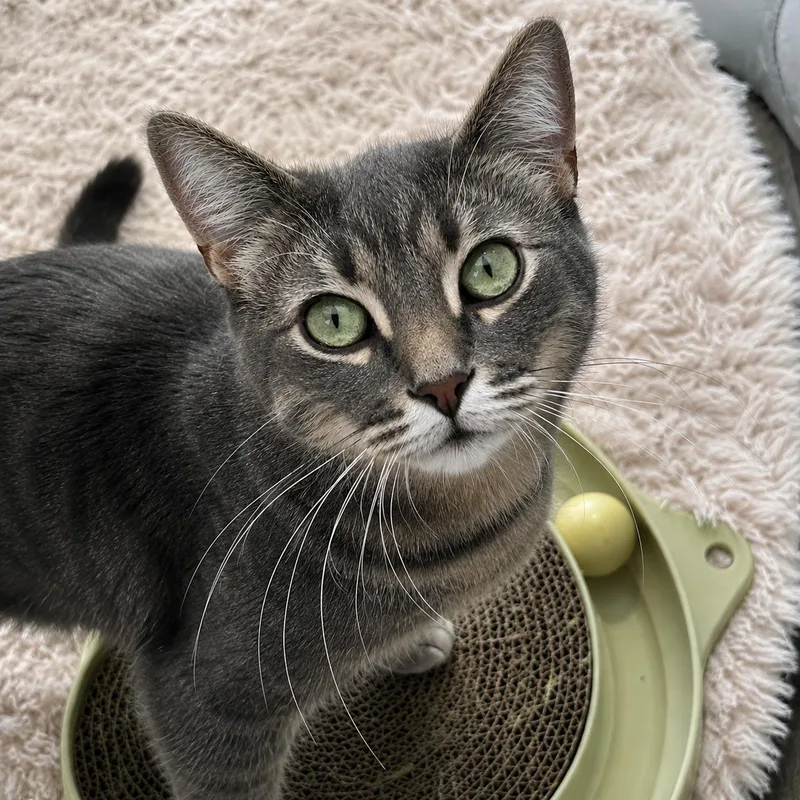 An adult medium-sized female Tabby (Gray / Blue / Silver) Domestic Short Hair cat named Ember for adoption in Pontiac, MI