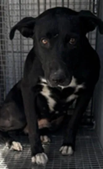 A young medium-sized female Pit Bull Terrier dog named Nero for adoption in Los Angeles, CA