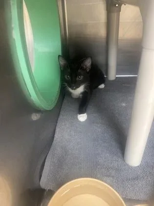 A baby small-sized female Domestic Short Hair cat named Delilah for adoption in Gainesville, FL
