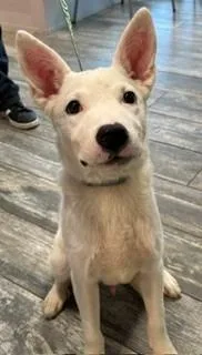 A baby medium-sized male Great Pyrenees dog named Goliath Yrly for adoption in Sidney, OH
