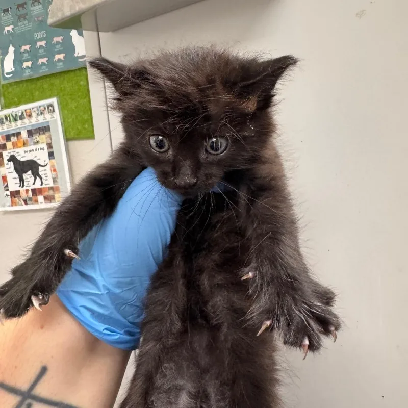 A baby small-sized female Black Domestic Long Hair cat named Disaronno for adoption in Columbiana, AL