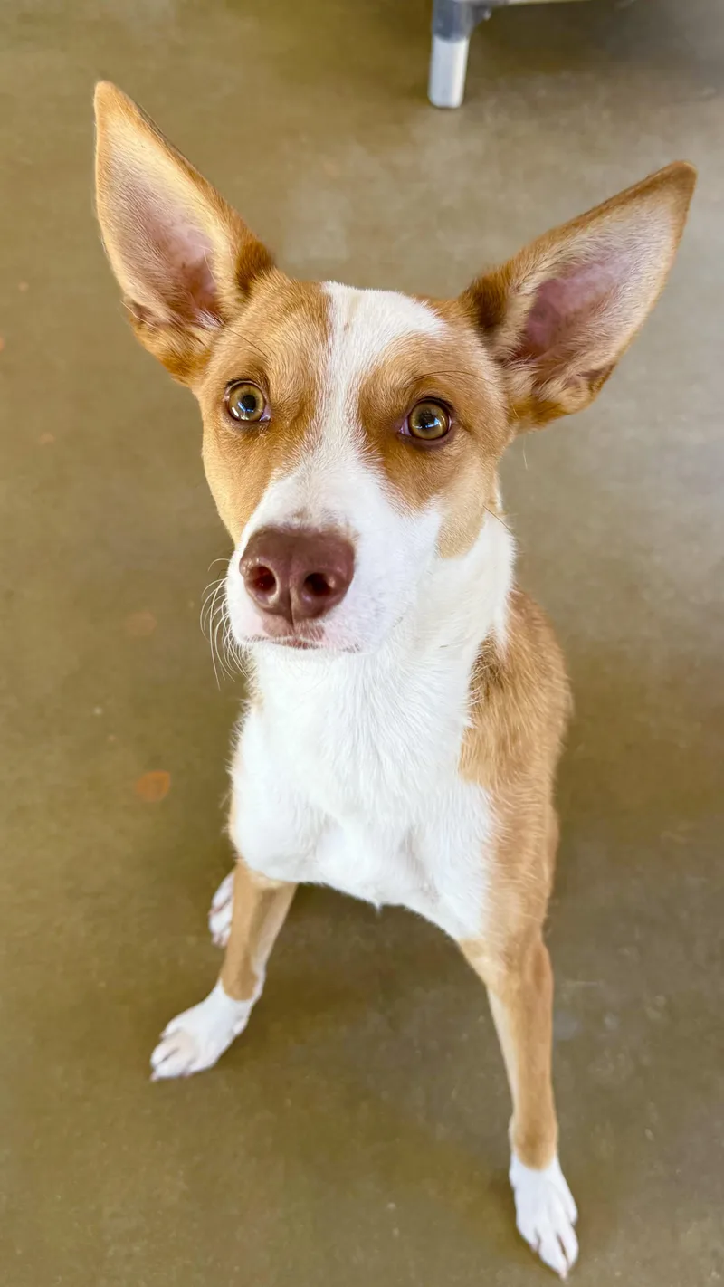A young small-sized male Apricot / Beige Ibizan Hound dog named Calvin for adoption in Joshua Tree, CA