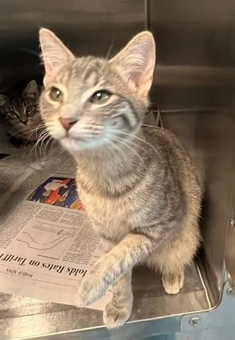 A baby small-sized female Domestic Short Hair cat named Poppy for adoption in Houston, TX