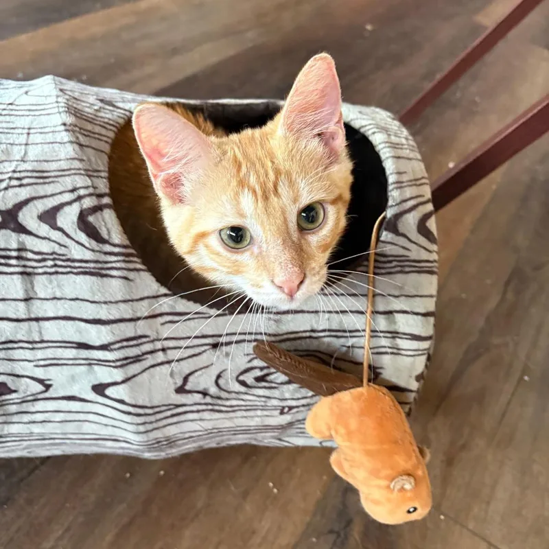 A baby small-sized male Orange / Red Domestic Short Hair cat named Daniel for adoption in Las Cruces, NM
