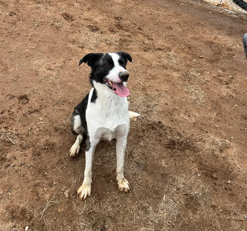 An adult large-sized male Catahoula Leopard Dog dog named Ramy for adoption in Canyon, TX