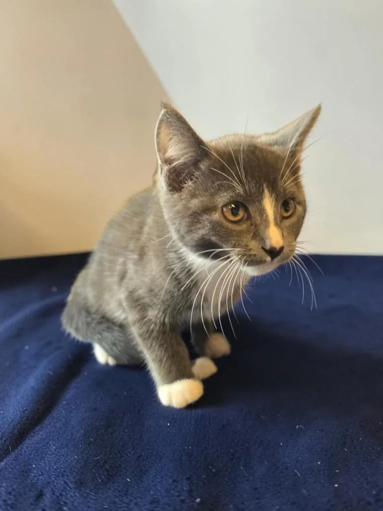 A baby small-sized male Domestic Short Hair cat named Tommy for adoption in Barron, WI
