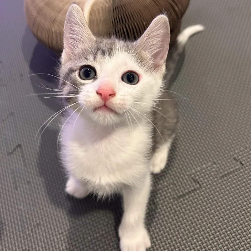 A baby medium-sized male Gray & White Domestic Short Hair cat named Luke for adoption in Germansville, PA