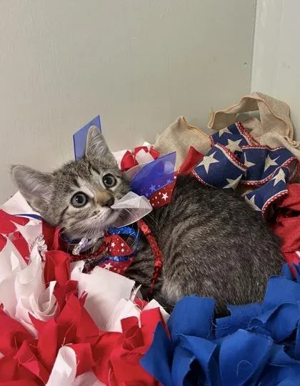 A baby medium-sized female Domestic Short Hair cat named Chai for adoption in Picayune, MS