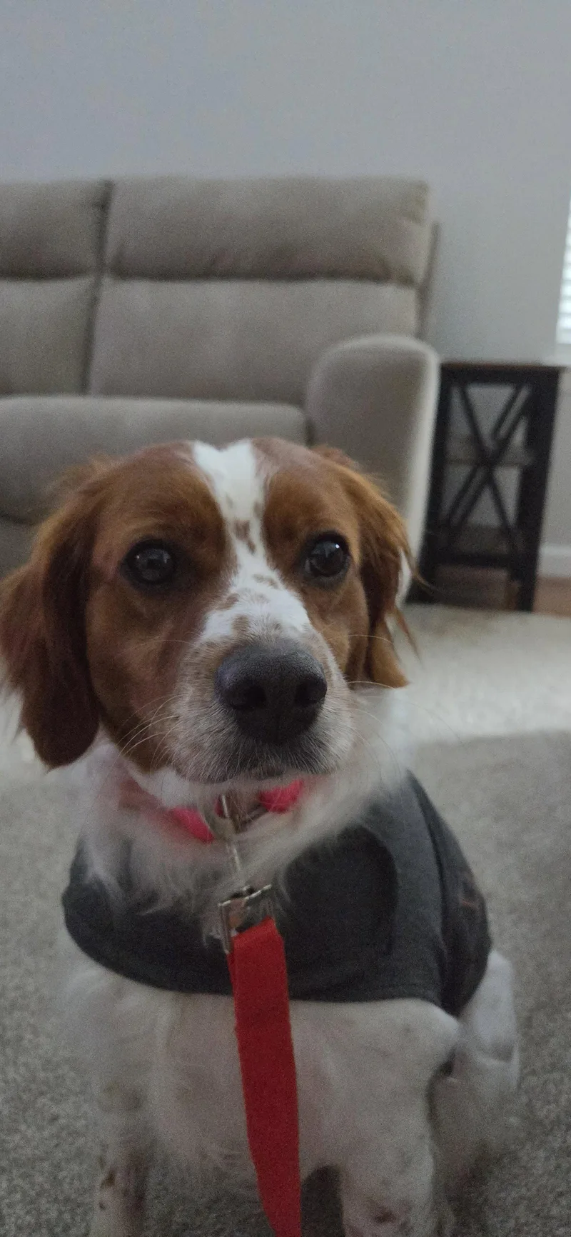 An adult medium-sized female Brittany Spaniel dog named ILTrier for adoption in Baldwinsville, NY