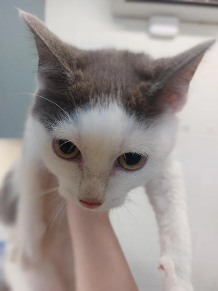 A baby large-sized female Domestic Short Hair cat named Bongo for adoption in Brownwood, TX