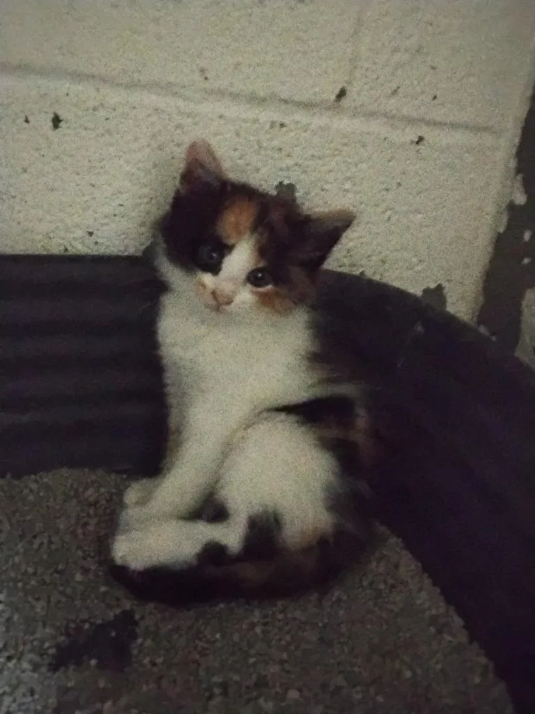 A baby small-sized female Domestic Medium Hair cat named Dim Sum for adoption in Ada, OK