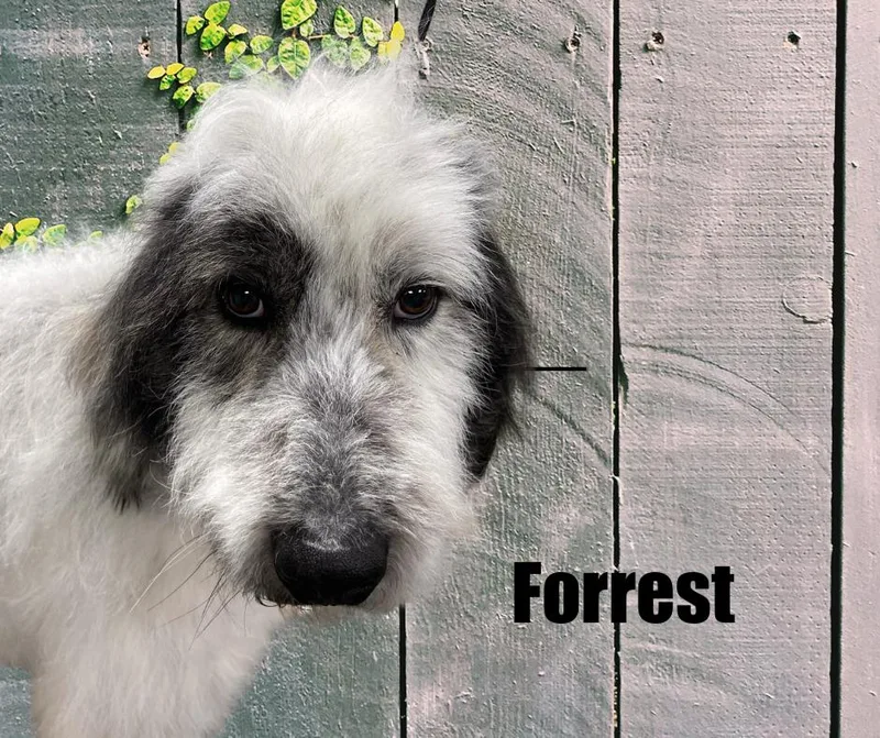 An adult large-sized male White / Cream Great Pyrenees dog named Forrest for adoption in Marshville, NC