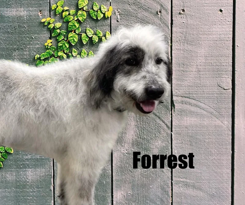 Forrest thumbnail 3