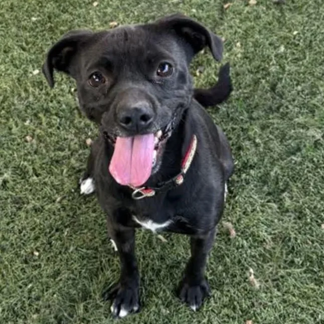 An adult small-sized male Terrier dog named Tar for adoption in Red Bluff, CA