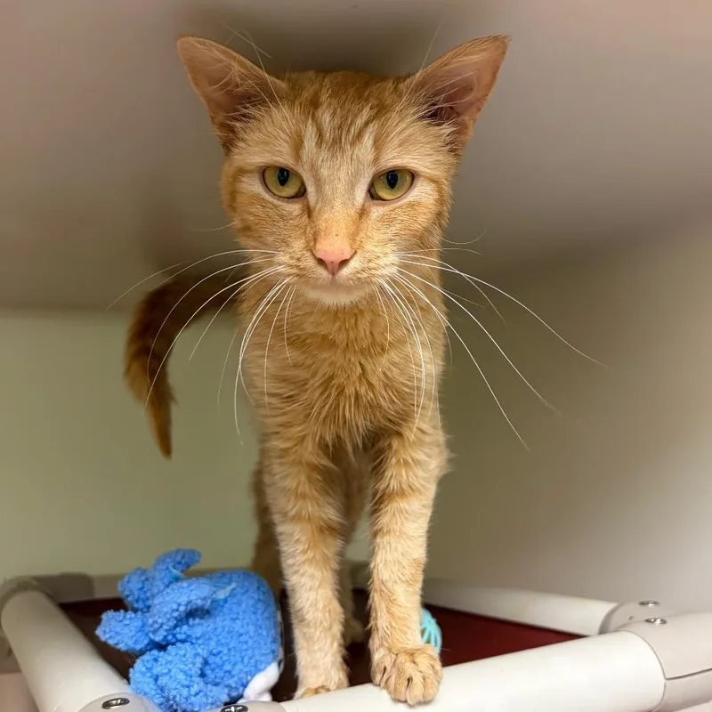 A young medium-sized female Orange / Red Domestic Short Hair cat named Cheeto for adoption in Harrisonburg, VA