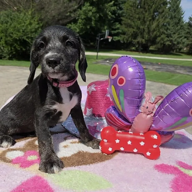 A baby medium-sized female Terrier dog named Butterfly for adoption in McHenry, IL