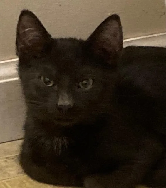 A baby medium-sized male Domestic Short Hair cat named Cliff for adoption in Youngsville, NC