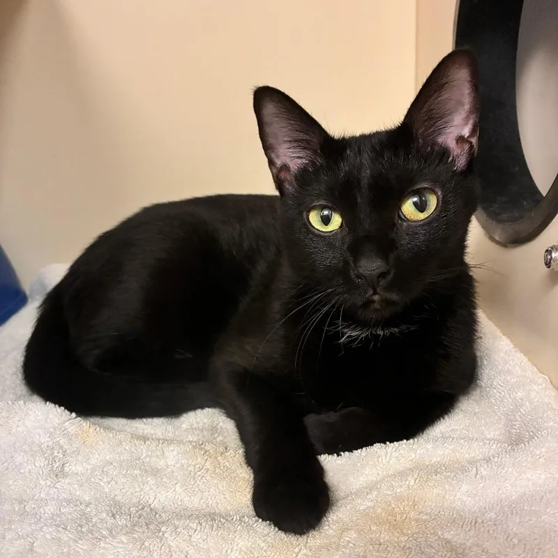 An adult medium-sized female Black Domestic Short Hair cat named Marionette for adoption in Dayton, OH