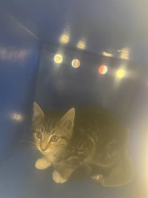 A baby small-sized female Domestic Short Hair cat named Swirl for adoption in San Jose, CA